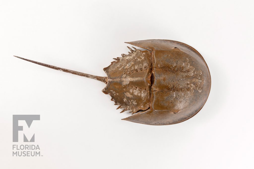 Horse-shoe Crab (Limulus polyphemus) specimen photographed from above to the the front curve of the shell and the long sharp point of the tail