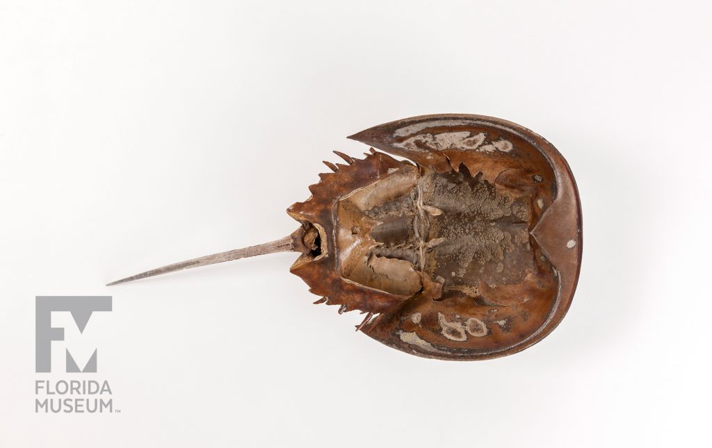 The underside of a Horse-shoe Crab (Limulus polyphemus) specimen