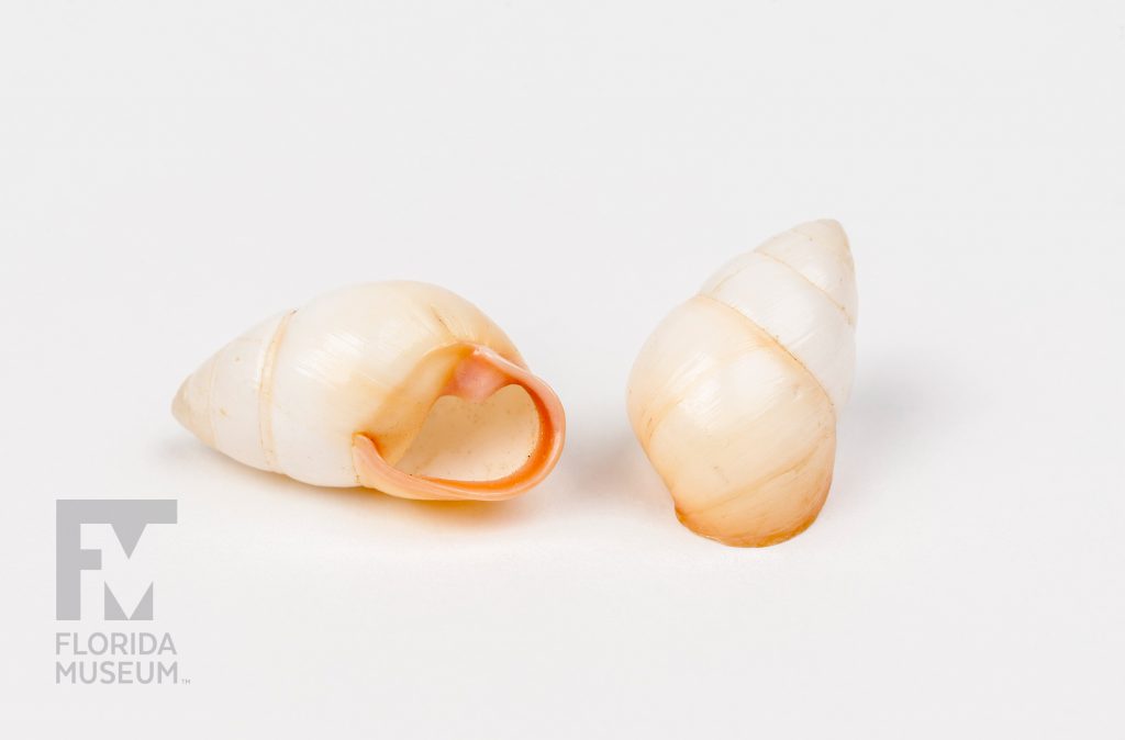 Achatinella rosea pale cream-colored shells with a deeper pink around the shell opening.