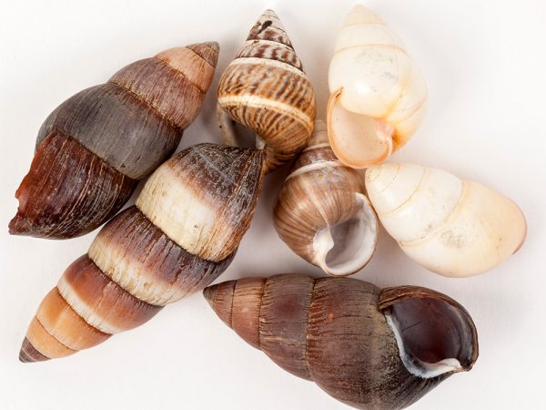 Native Hawaiian Snails: Carelia bicolor, Achatinella vittata, and Achatinella rosea