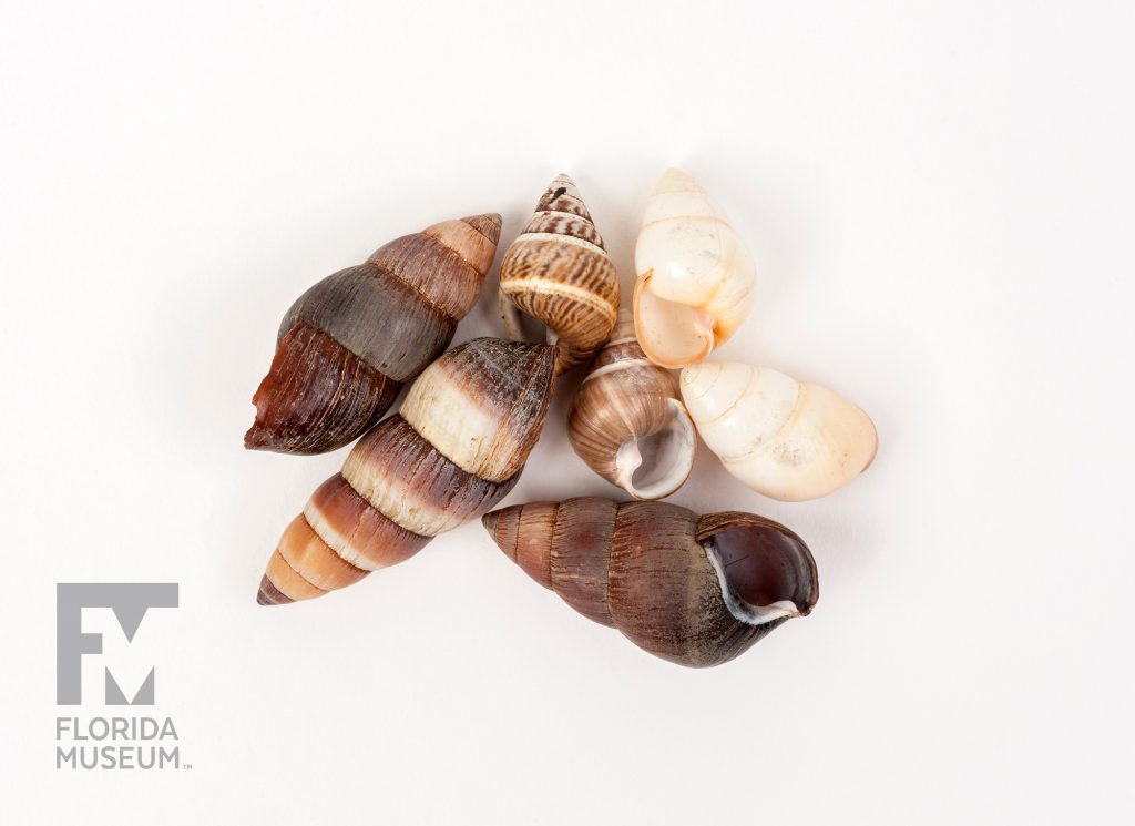 Native Hawaiian Snails: Carelia bicolor, Achatinella vittata, and Achatinella rosea