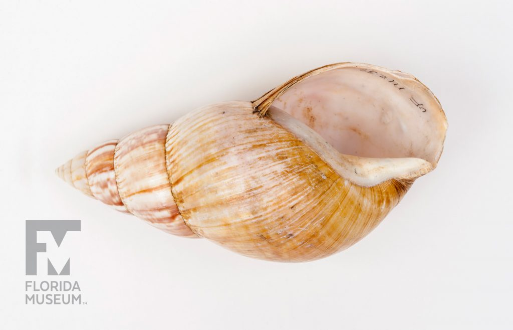 Giant African Snail (Lissachatina fulica) is pale pink with irregular stripes in shades of tan.