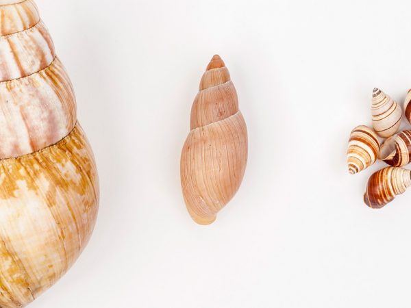 Left: Giant African Snail (Lissachatina fulica), Center: Rosy Wolf Snail (Euglandina rosea), Right: Hawaiian Snails (Partulina virgulata)