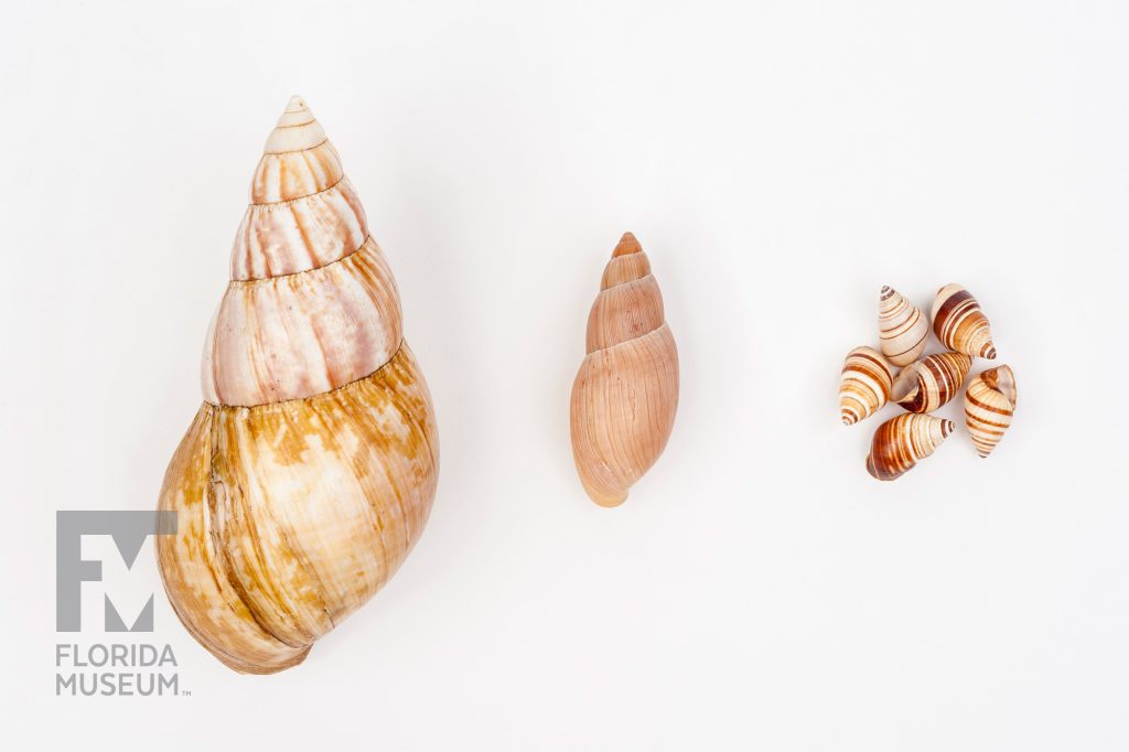 Left: Giant African Snail (Lissachatina fulica), Center: Rosy Wolf Snail (Euglandina rosea), Right: Hawaiian Snails (Partulina virgulata)