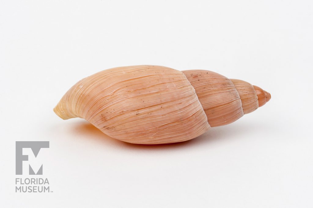 Rosy Wolf Snail (Euglandina rosea) the shell is a soft peach color with thin pale ridges