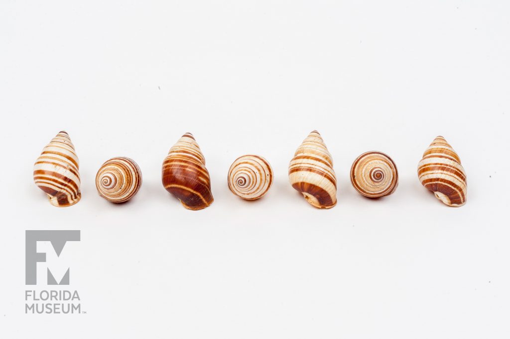 Seven Hawaiian Snails (Partulina virgulata) arranged to show the patterns of stripes on each shell