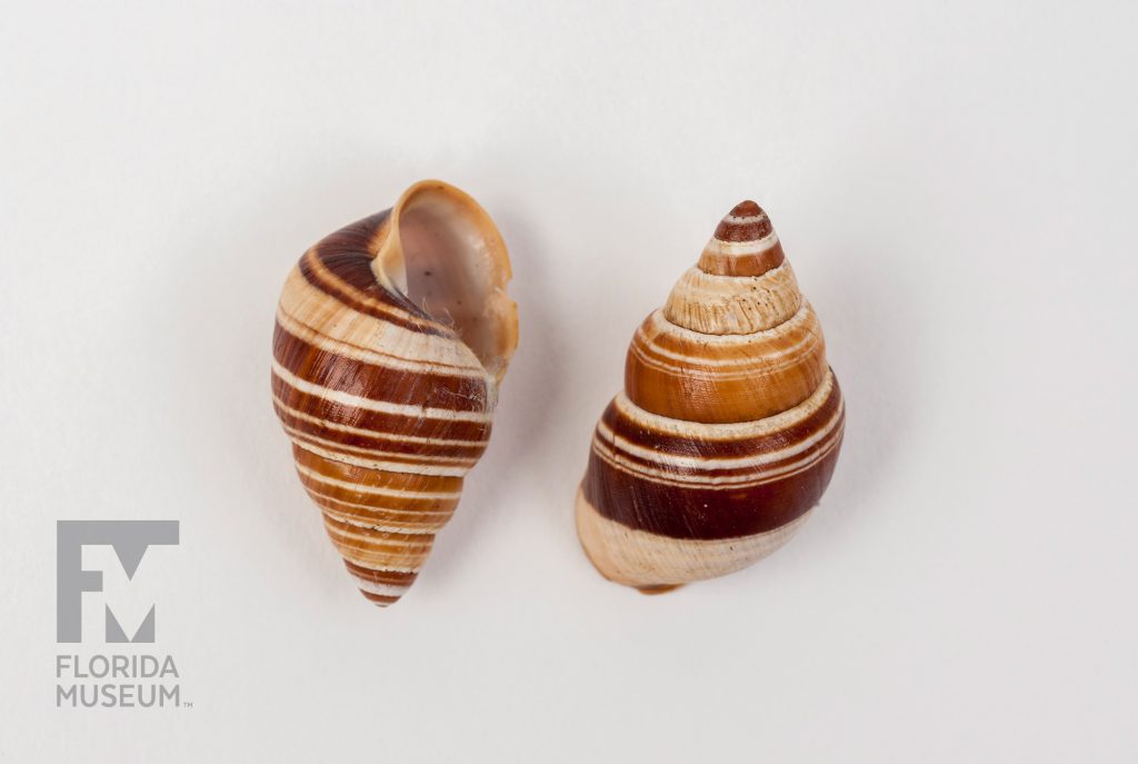 Two Hawaiian Snails (Partulina virgulata) with varying stripes of cream and dark brown