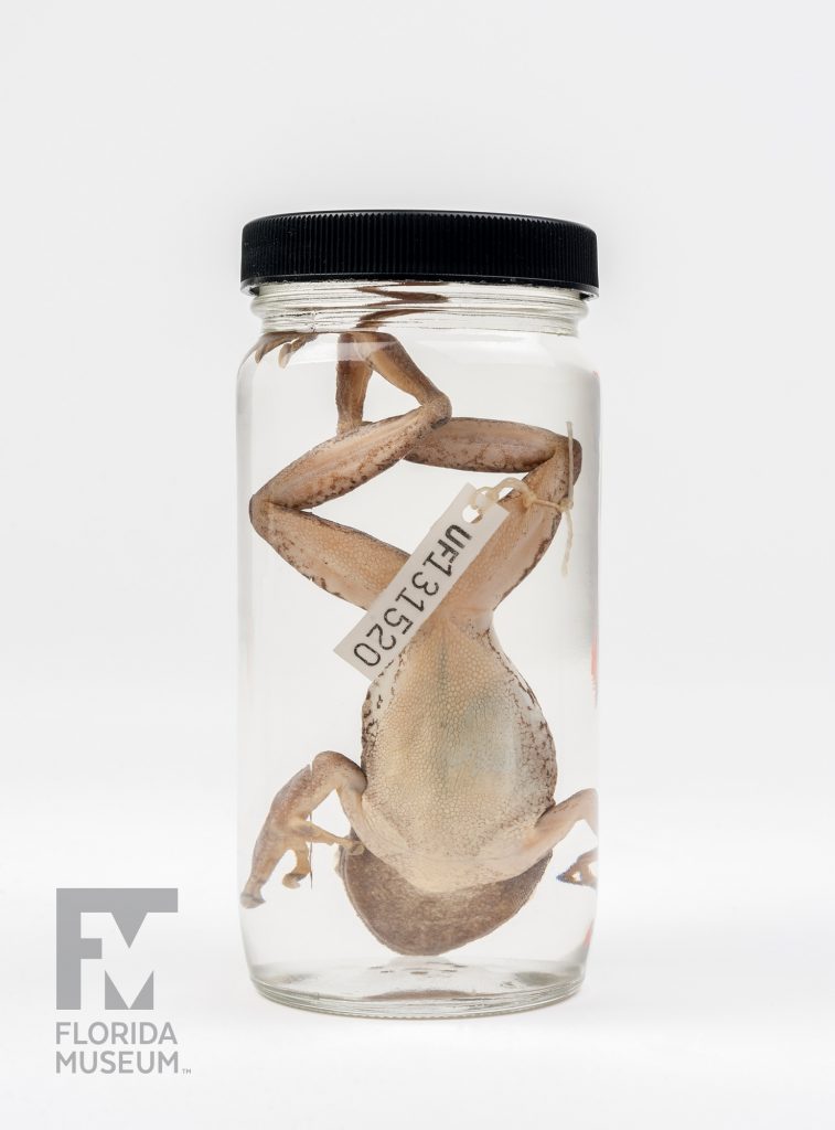 Cuban Tree Frog speciment (Osteopilus septentrionalis) is glass jar