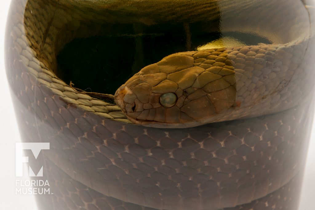 Gulf Coast Indigo Snake