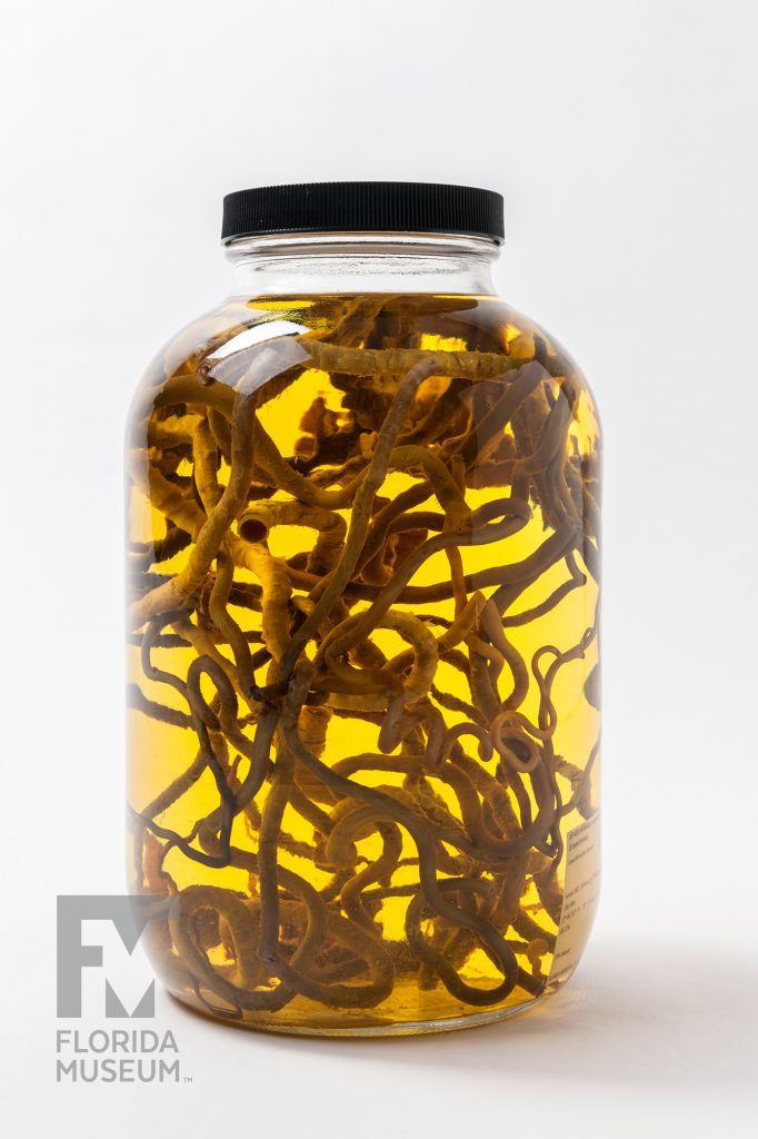 Specimen jar containing many Seep Worms suspended in a yellow liquid