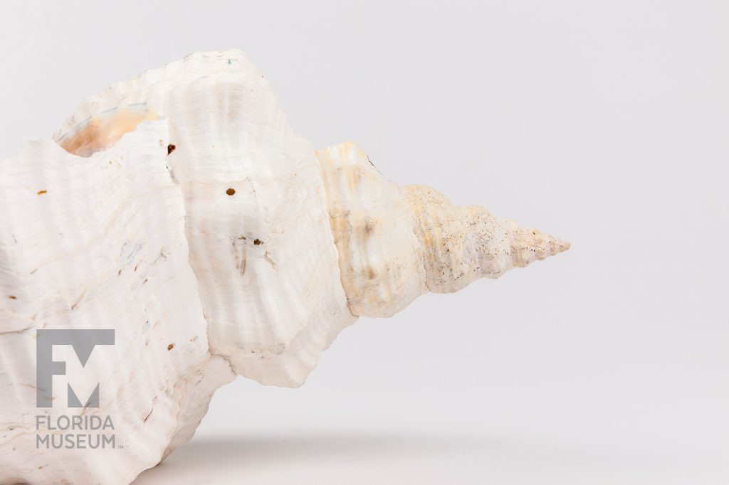 close up of the Horse Conch (Triplofusus giganteus) point of the shell