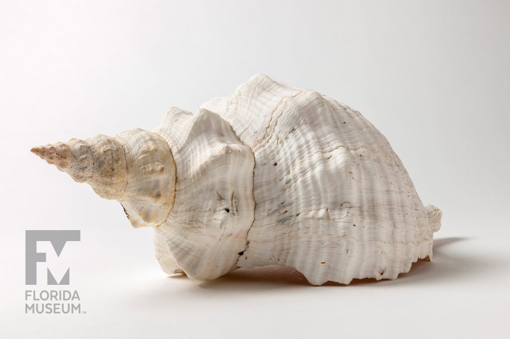 Horse Conch (Triplofusus giganteus) showing the spiral of the shell