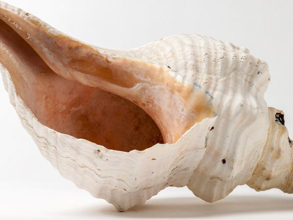 Horse Conch (Triplofusus giganteus) showing the pink interior of the shell