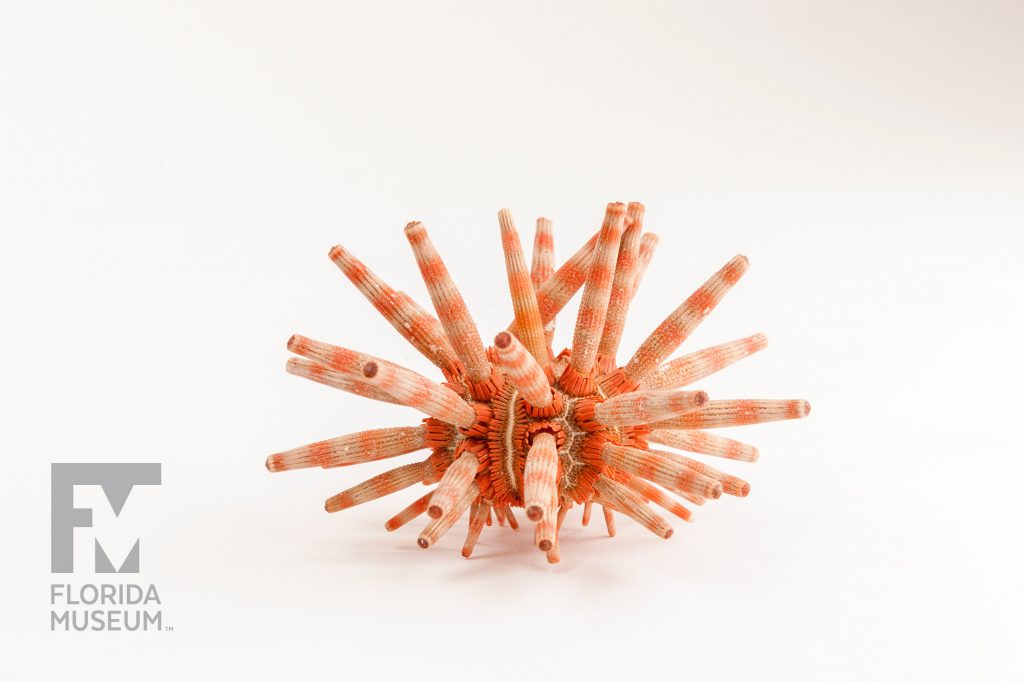 New Actonocidaris Urchin with long thin spines. Each spine has horizontal stripes in pale pink and orange