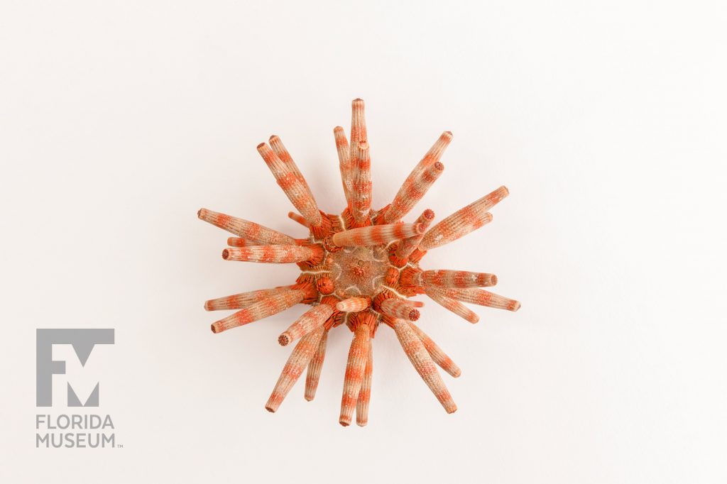 Viewed from above, the Actonocidaris Urchin with long thin spines.