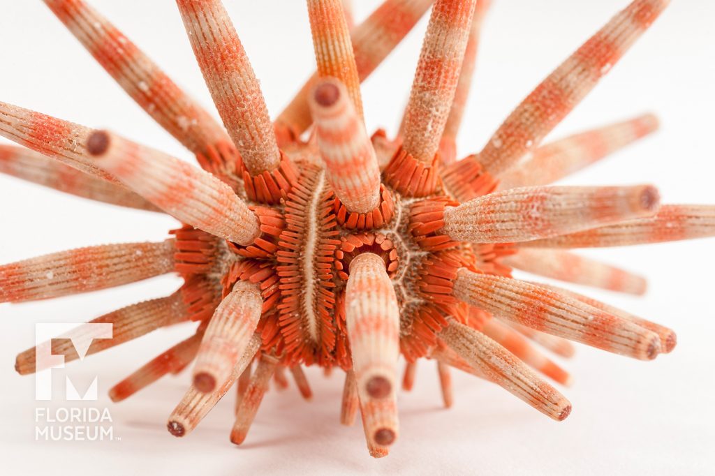 Close up of the striped spins of the Actonocidaris Urchin.