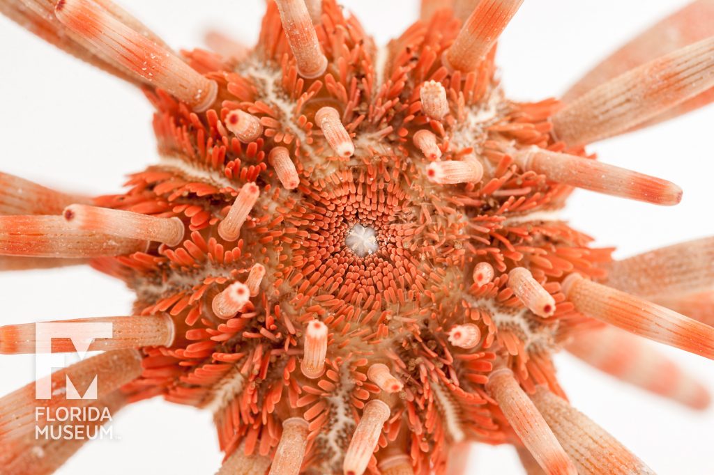 Viewed from above, a close up of the body of the Actonocidaris Urchin and the orange hair surrounding the mouth and the base of the spines