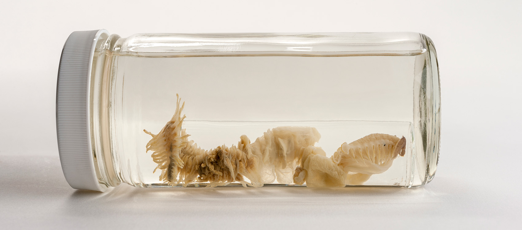 Segmented Worm – Rare, Beautiful & Fascinating: 100 Years @FloridaMuseum