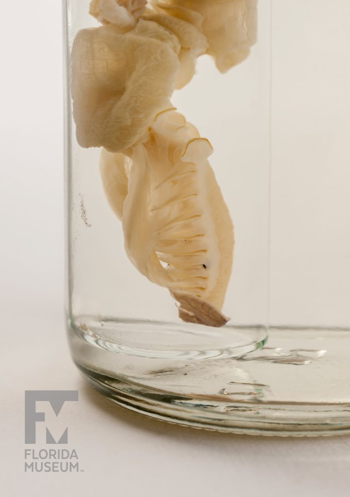 Segmented Worm (Chaetopterus pergamentaceus)