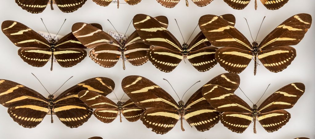 Pinned Zebra Longwing (Heliconius charithonia tuckeri) butterfly specimens showing slight color variation but large size variation
