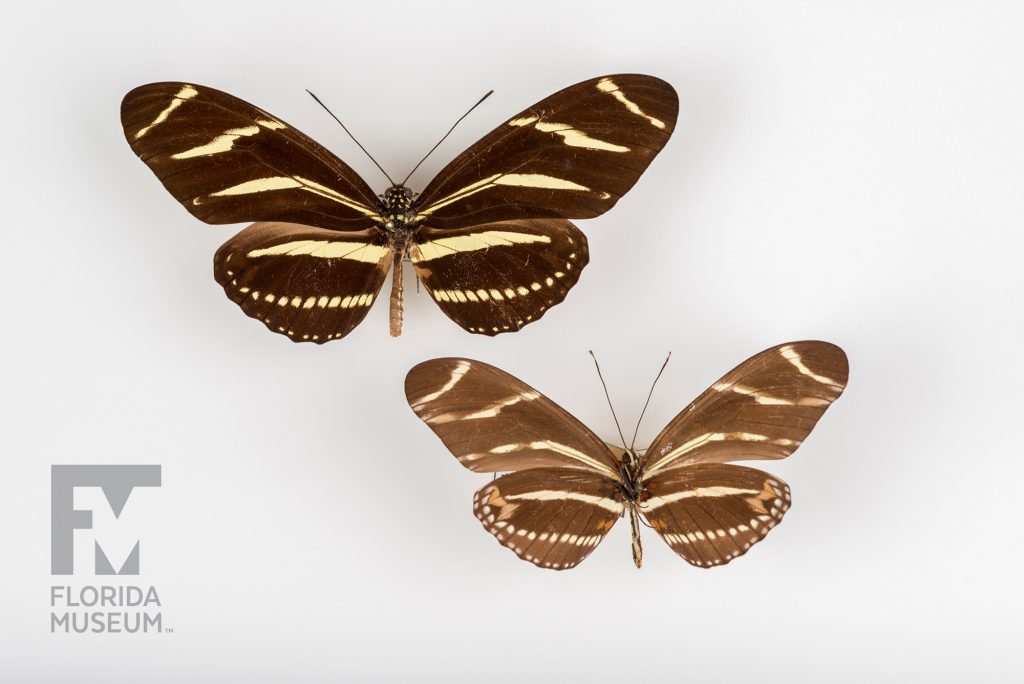 Twp Zebra Longwing (Heliconius charithonia) pinned specimens. The large specimen shows the outside of the wings and is dark brown with yellow stripes. The small butterfly is pinned to show the underside of the wings are is a pale brown with the same markings in a lighter yellow.