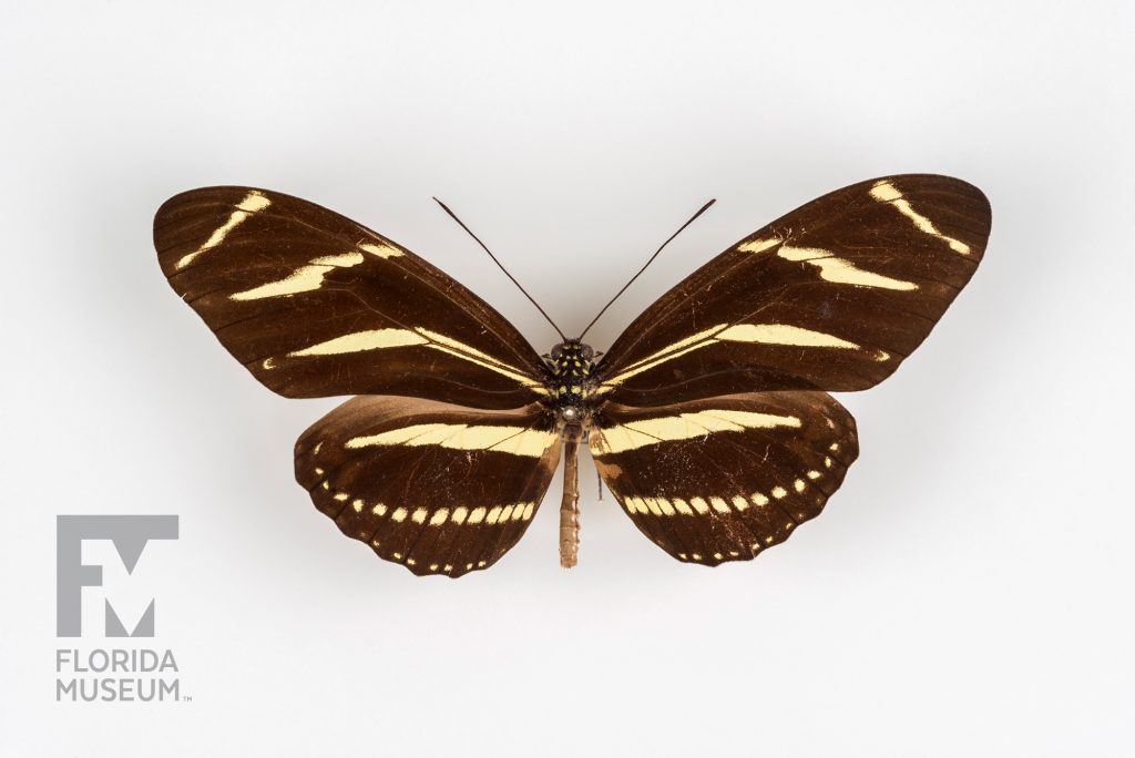 pinned Zebra Longwing (Heliconius charithonia) butterfly specimen with dark brown wings with yellow stripes.