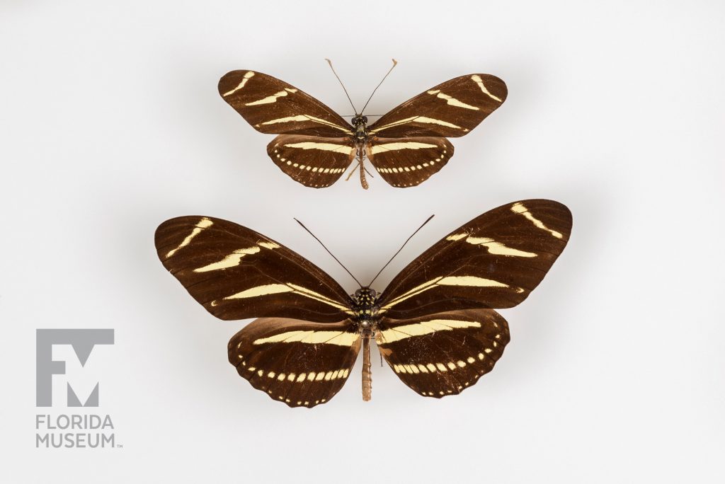 Twp Zebra Longwing (Heliconius charithonia) pinned specimens. The large specimen is dark brown with yellow stripes. The small butterfly is a pale brown with the same markings in a lighter yellow.