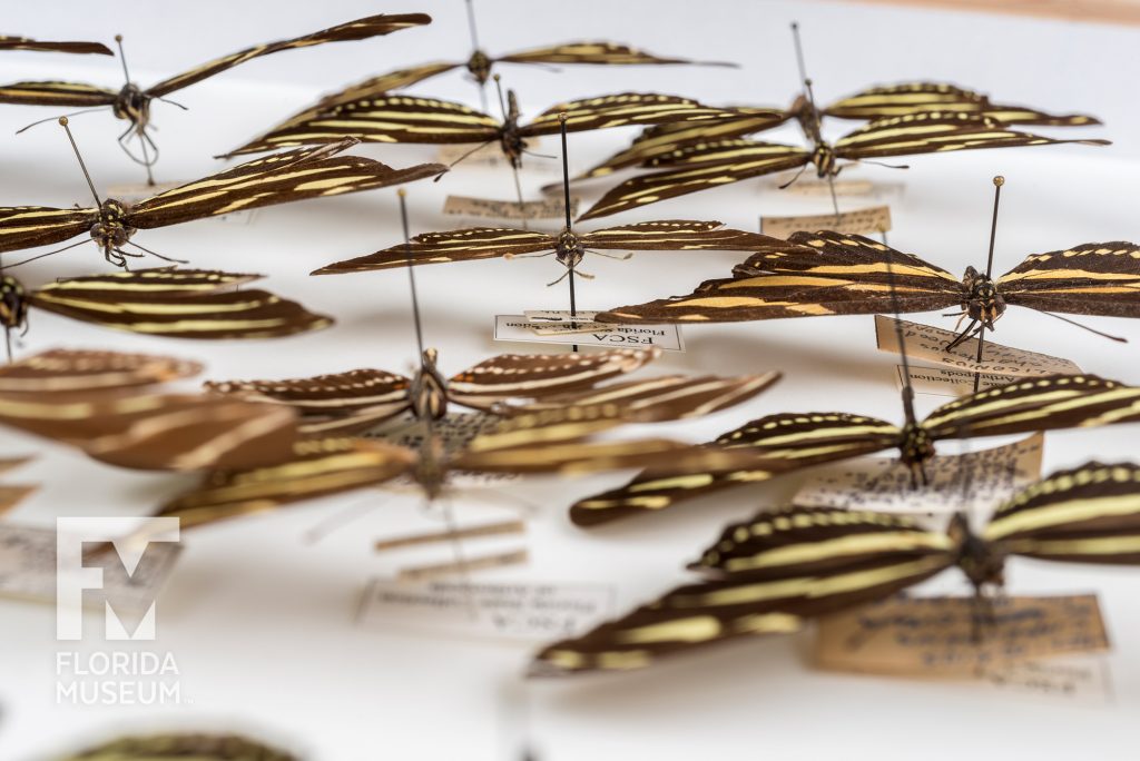 Zebra Longwing (Heliconius charithonia tuckeri) pinned specimens