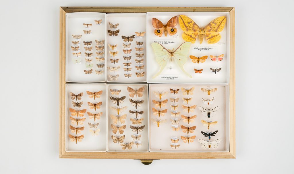 Paynes Prairie Moths (various species)