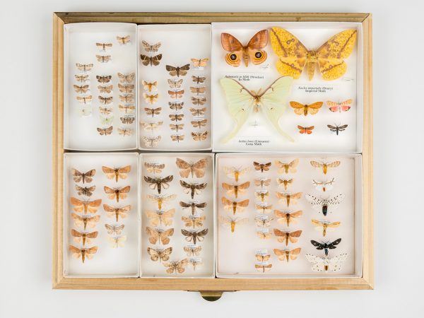 Paynes Prairie Moths (various species)