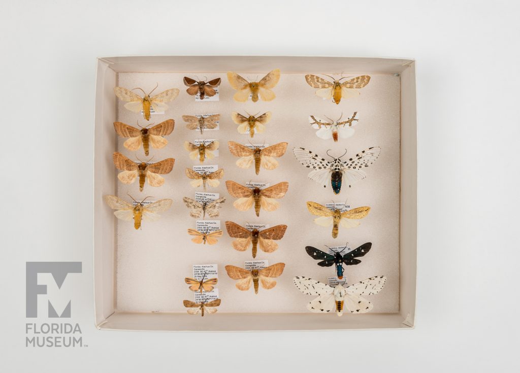 Paynes Prairie Moths (various species)