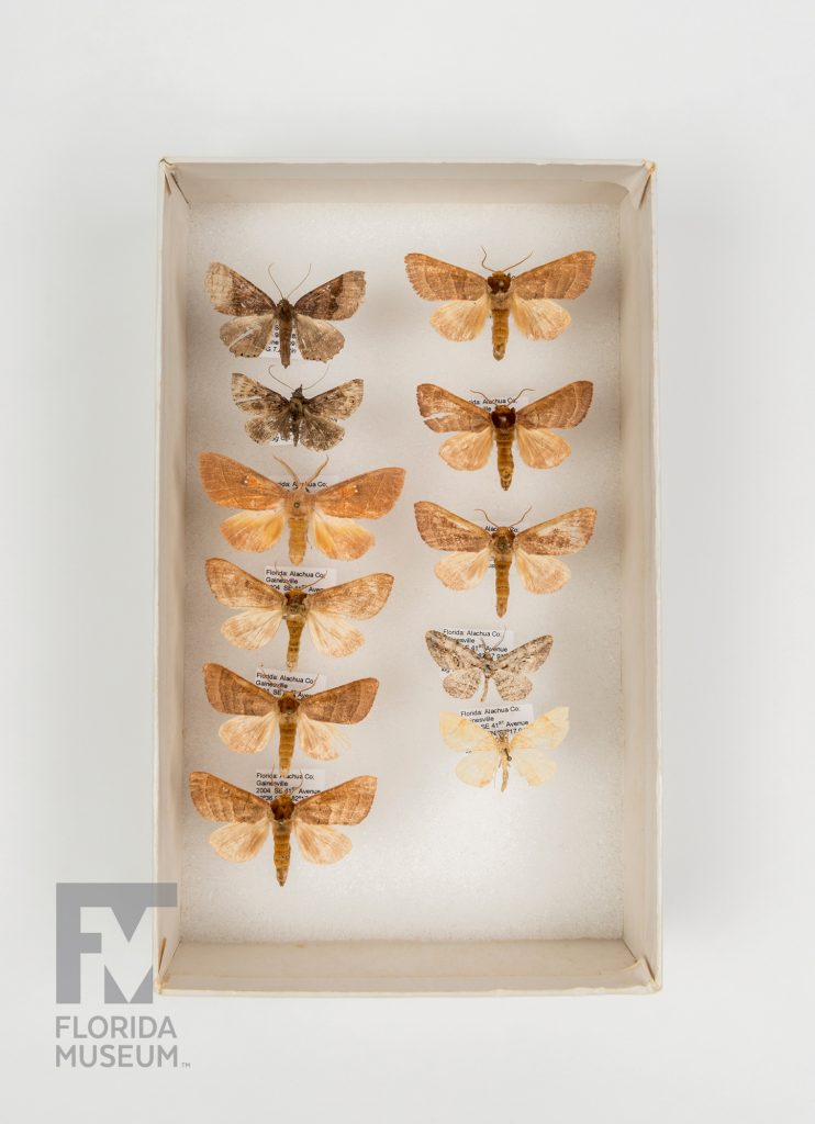 Paynes Prairie Moths (various species)