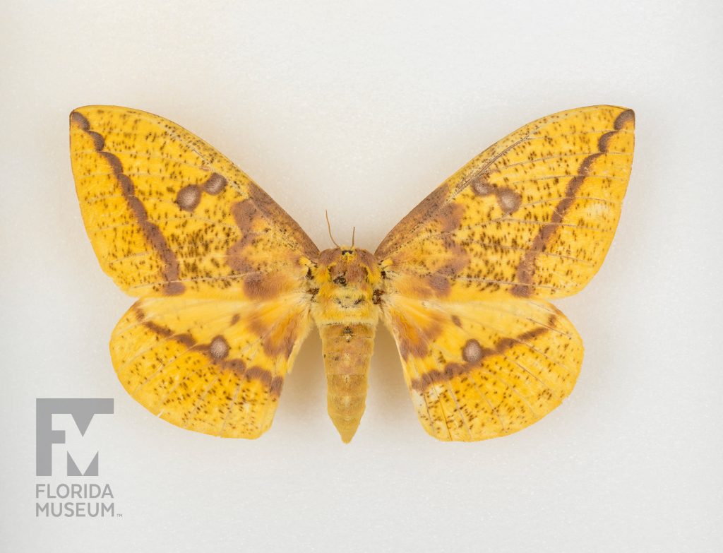 Paynes Prairie Moths (various species), Imperial Moth