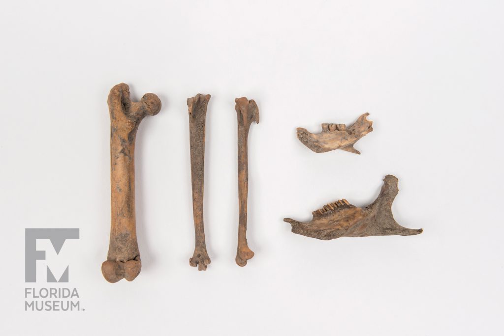 five bones, three are leg bones of various thicknesses and two are jaw bones with teeth.