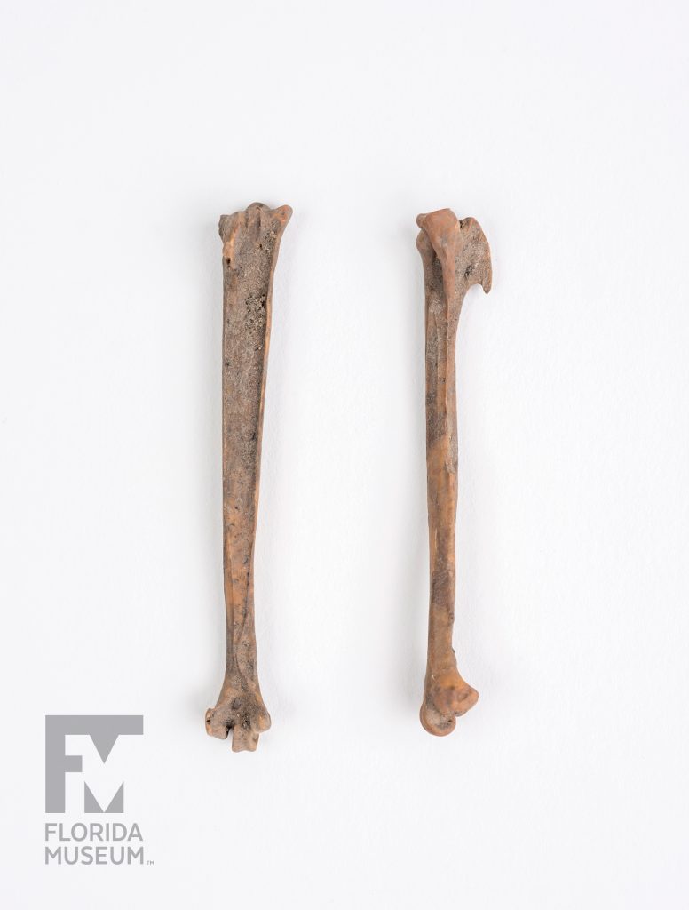 two thin leg bones