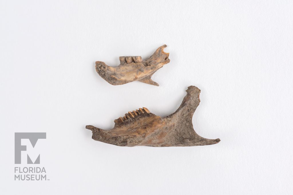 two jaw bones with teeth
