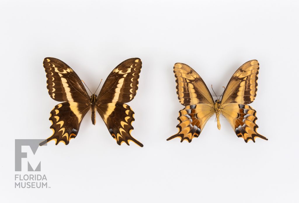 Two Schaus' Swallowtail (Heraclides aristodemus ponceanus) butterflie specimens showing the different coloring. One butterfly is yellow with brown marking along the edges and at the center of the upper wing. The lower wing has pale blue and reddish-brown markings. The second butterfly is brown with yellow markings. Each butterfly's lower wings end is swallowtail points