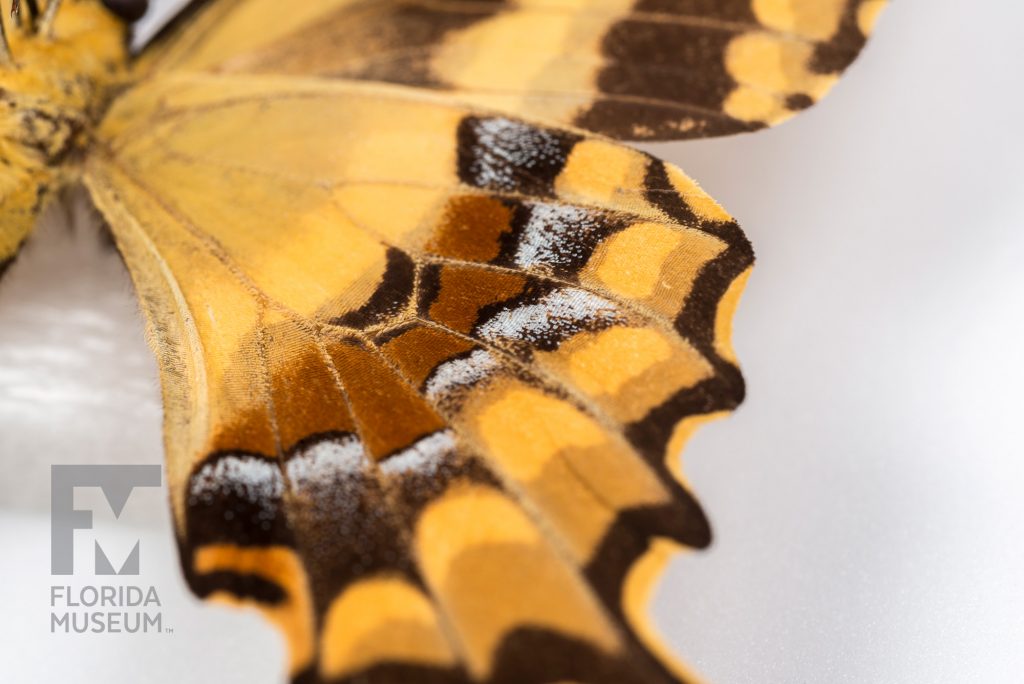 Close up of a yellow Schaus' Swallowtail (Heraclides aristodemus ponceanus) butterfly wing showing the pale blue, black and reddish-brown markings.