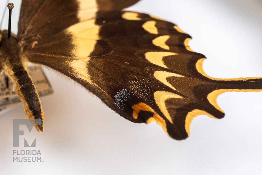 Close up of a Schaus' Swallowtail (Heraclides aristodemus ponceanus) butterfly wings showing the brown with with yellow markings and the swallowtail points.