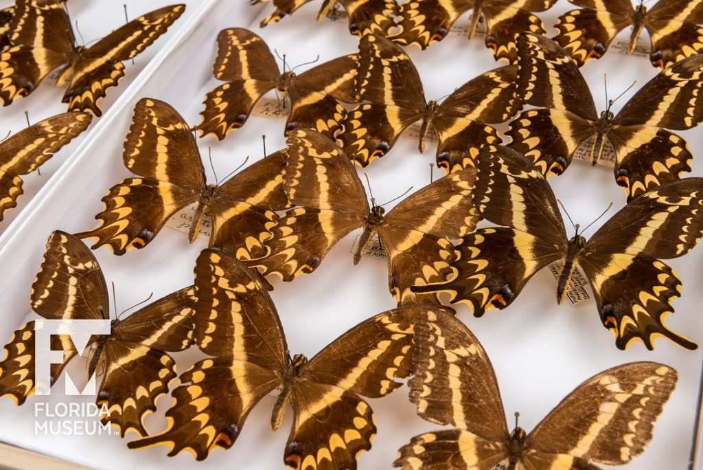 Many pinned Schaus' Swallowtail (Heraclides aristodemus ponceanus) specimens showing slight color and size variation.