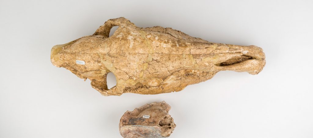 Horse Skull (Equis insulatus) & Saber-toothed Cat Skull (Smilodon populator)