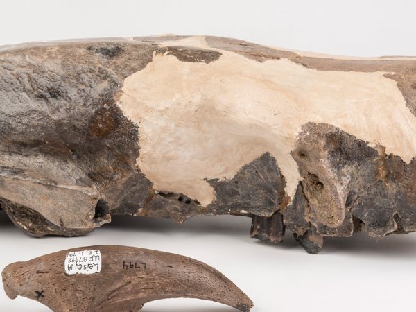 Giant Ground Sloth Skull and Claw (Paramylodon harlani)