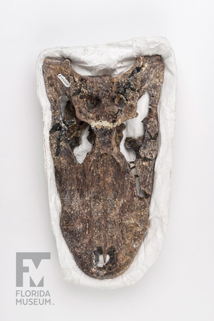 Ancient Alligator Skull (Alligator olseni) photographed from above