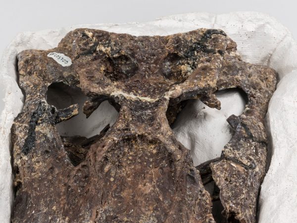 Ancient Alligator Skull (Alligator olseni) close up of the eye sockets