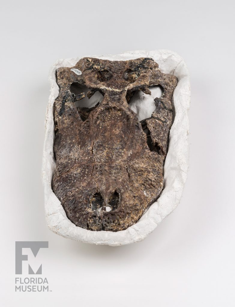 Ancient Alligator Skull (Alligator olseni)