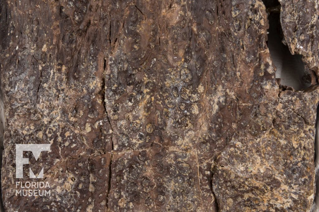 Ancient Alligator Skull close-up to show the pitted texture of the fossil