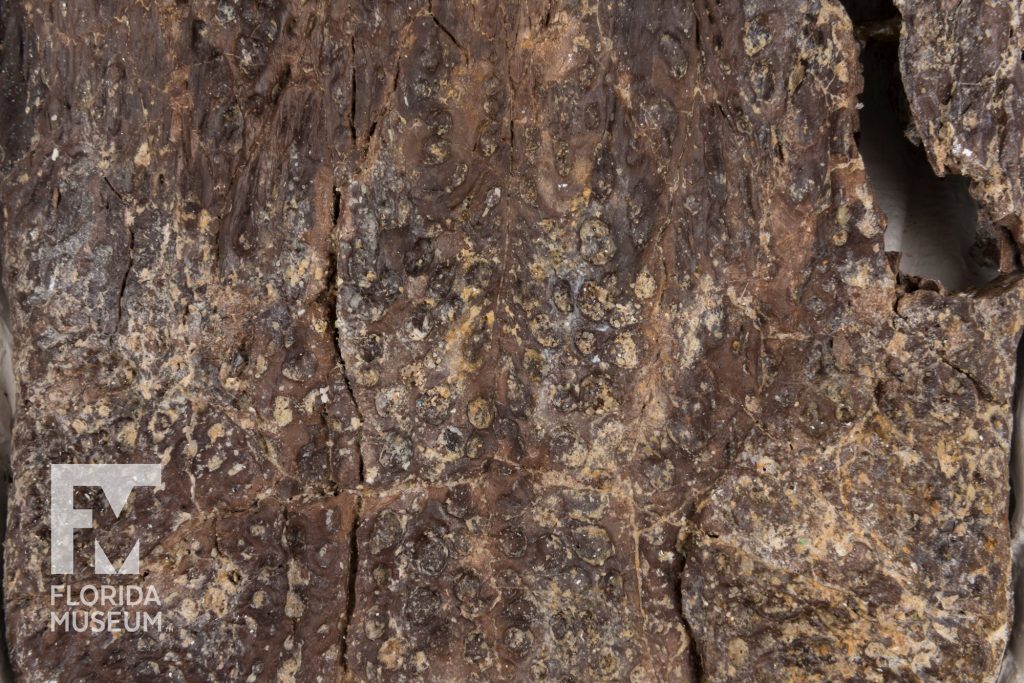 Ancient Alligator Skull close-up to show the pitted texture of the fossil