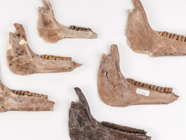 Six Ancient Horse Jaws of varying sizes