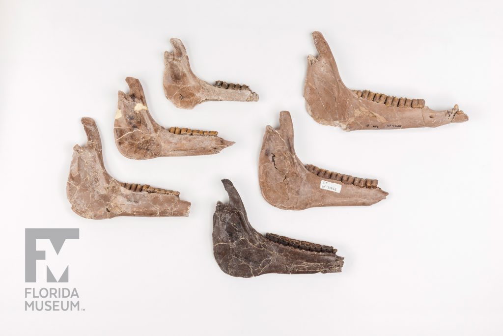 Six Ancient Horse Jaws of varying sizes