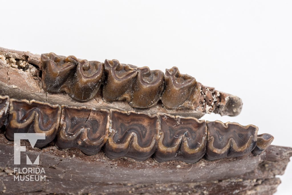 close up of rows of teeth on Ancient Horse Jaws